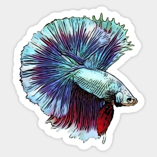 Aqua and Red Betta Sticker